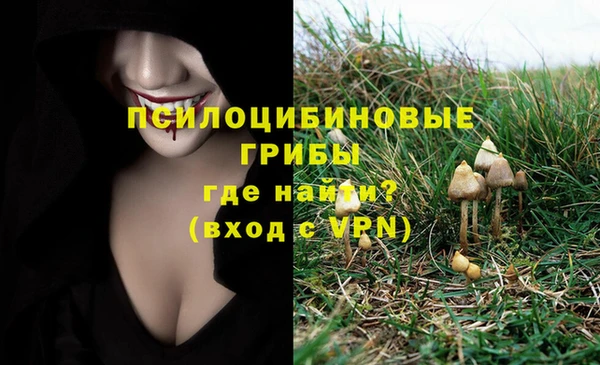 ГАЛЛЮЦИНОГЕННЫЕ ГРИБЫ Аркадак