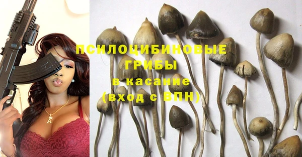 ГАЛЛЮЦИНОГЕННЫЕ ГРИБЫ Аркадак