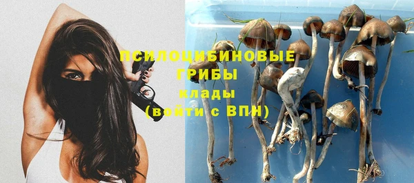 шишки Арсеньев